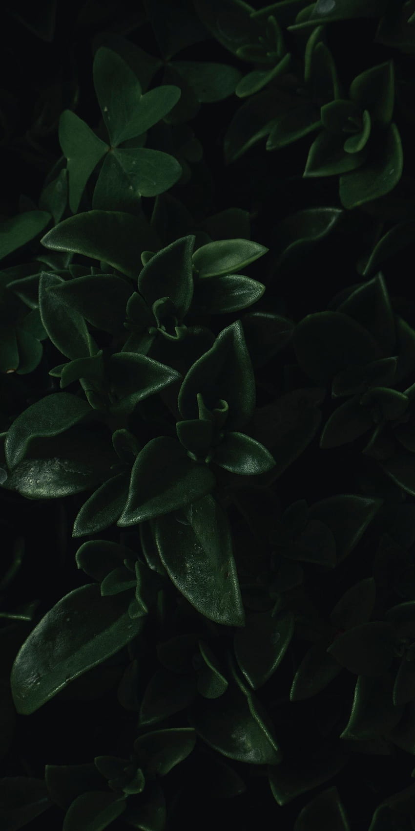 daun hijau, merapatkan, gelap, potret, lg v30, lg g6, , Latar Belakang, 18806, Daun Gelap wallpaper ponsel HD
