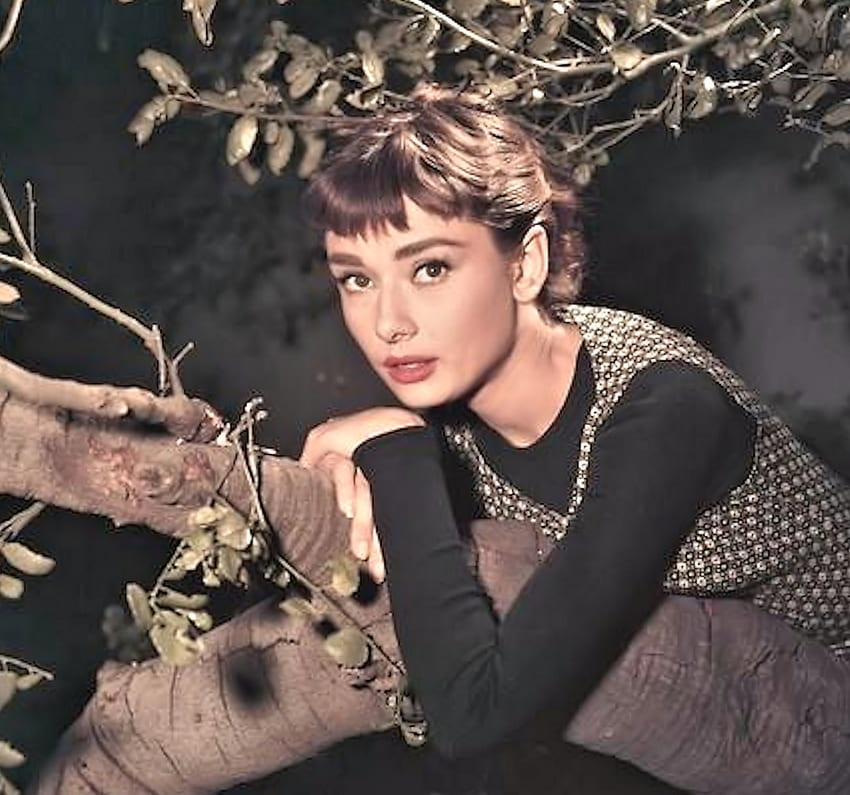 Audrey Hepburn, Actress, pretty, famous HD wallpaper