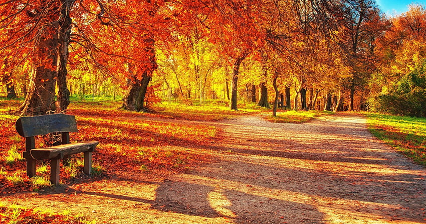 autumn leaves park ultra . Autumn landscape, Autumn leaves , Landscape, Autumn Panoramic HD wallpaper