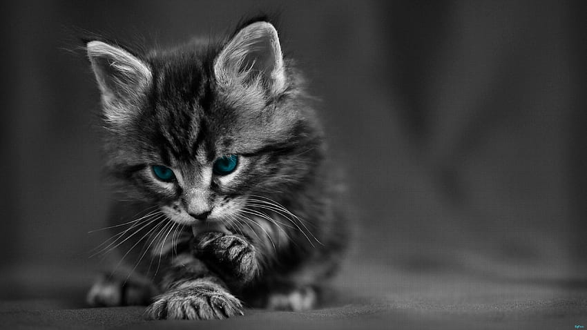 Cat for, Black and White Cat HD wallpaper