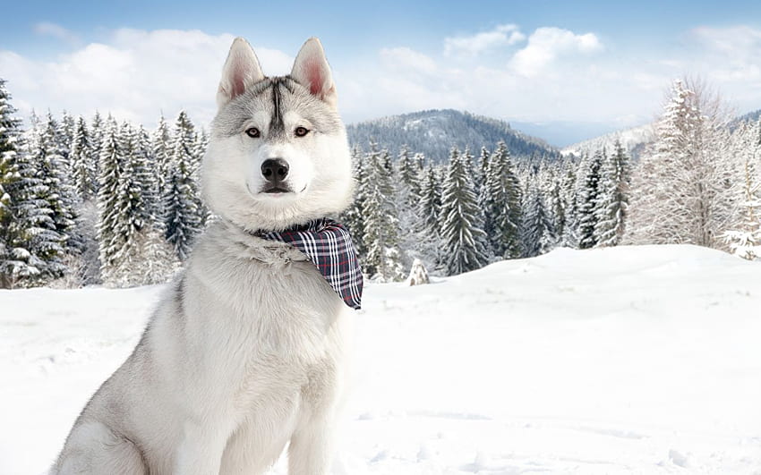 are the dogs in snow dogs malamutes