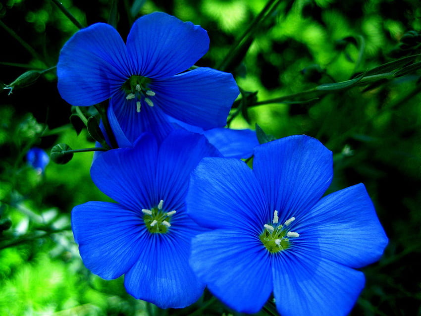 Flores azules, hermosas flores azules fondo de pantalla | Pxfuel