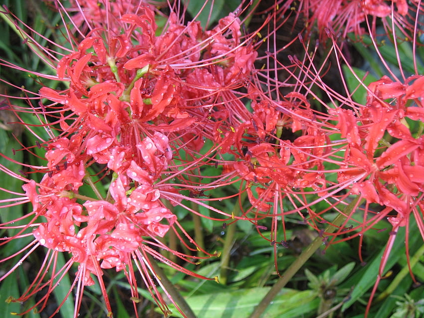 Lycoris radiata (lírio nu, lírio aranha vermelha, lírio aranha). Caixa de ferramentas para plantas de jardinagem da Carolina do Norte papel de parede HD