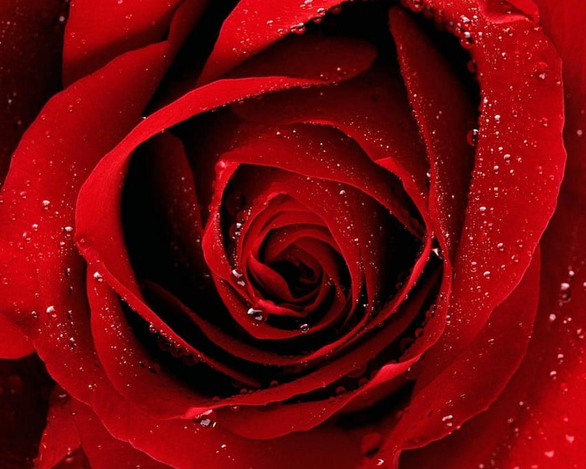 red rose, soft, love, petals, red HD wallpaper
