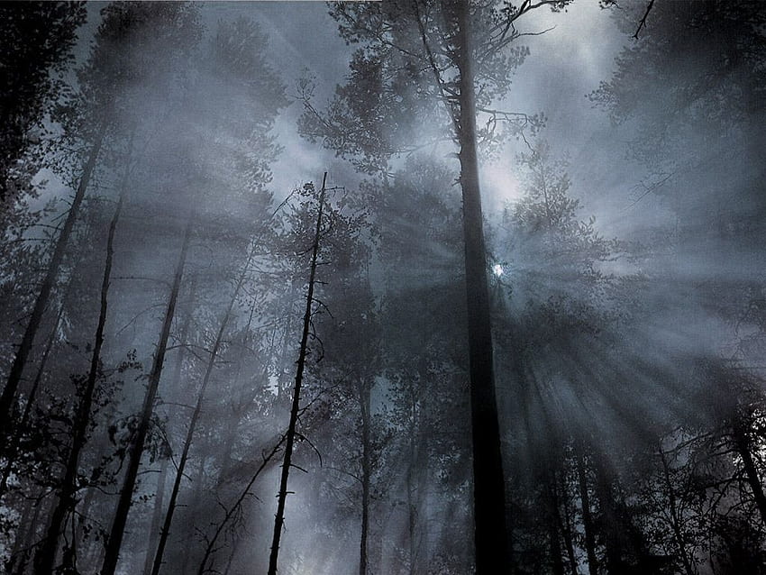 Мъглива гора - тъмна гора през нощта мъгла, тъмна мъглива гора HD тапет