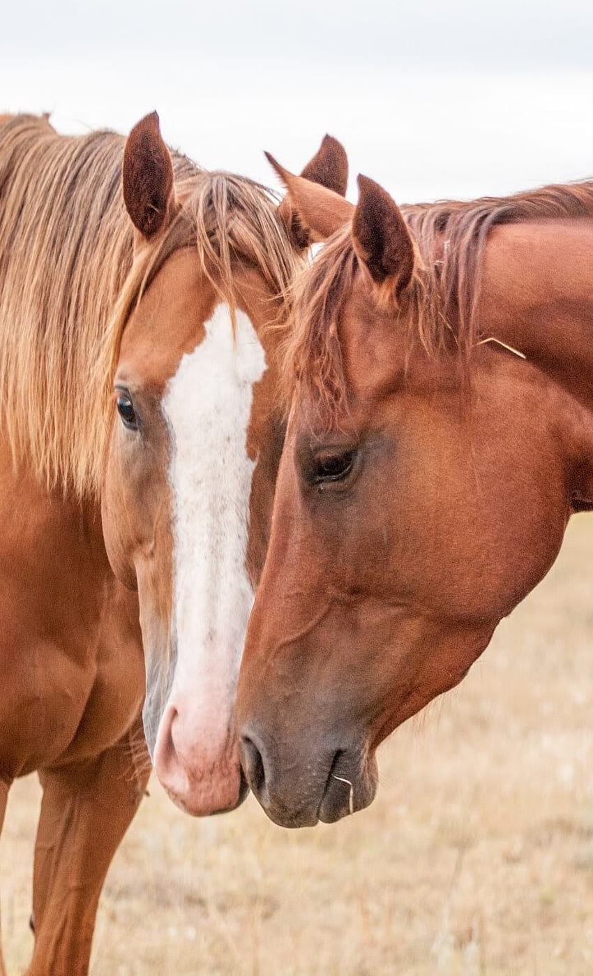 寄り添うかわいい茶色の馬。 お使いの携帯電話に最適です。 馬、馬、美しい馬、かわいい赤ちゃん馬 HD電話の壁紙