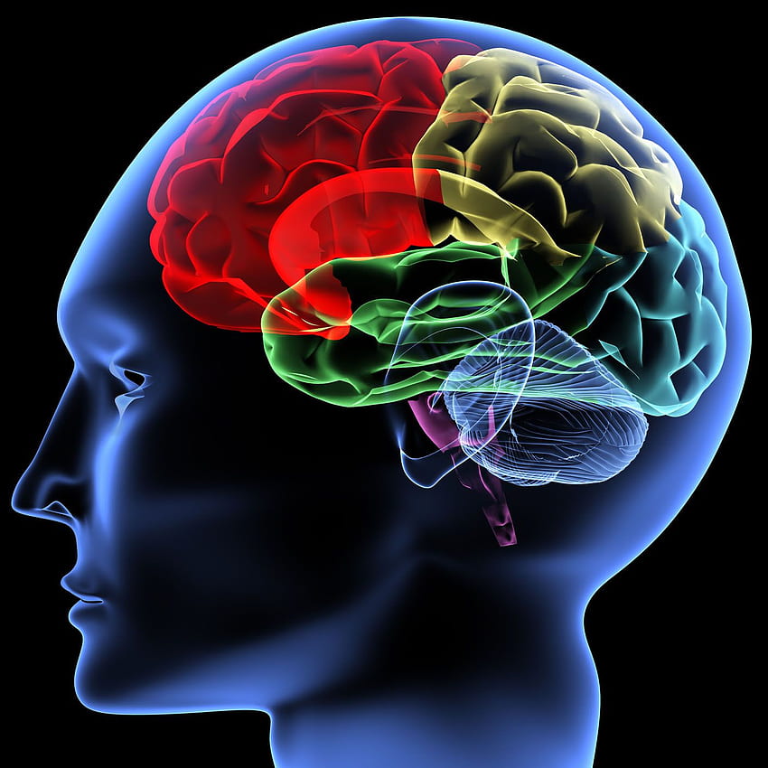 Brain , Artistic, HQ Brain . 2019, Psychology Brain HD phone wallpaper