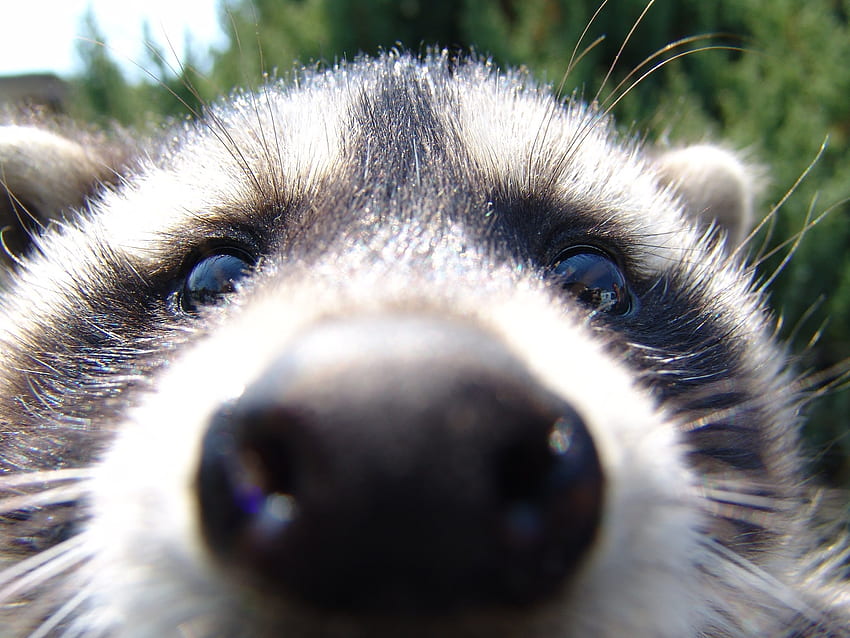 Raccoon , Animal, HQ Raccoon . 2019, Baby Raccoon HD wallpaper