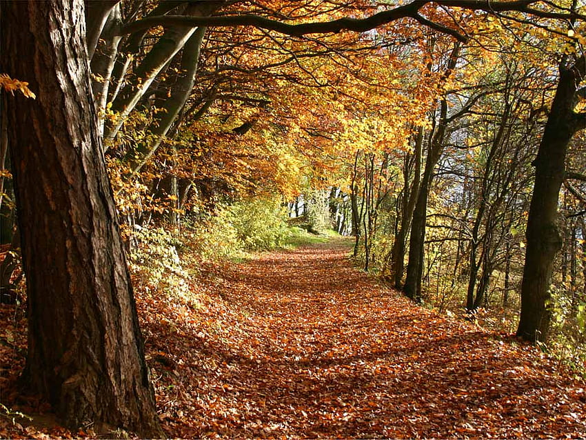Autumn Path, árvores, outono, floresta, caminho papel de parede HD