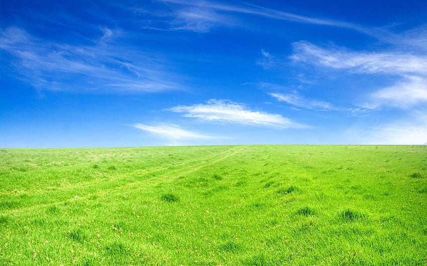 ทุ่งหญ้าเขียวขจีใต้ท้องฟ้าสีคราม และ สนาม วอลล์เปเปอร์ HD