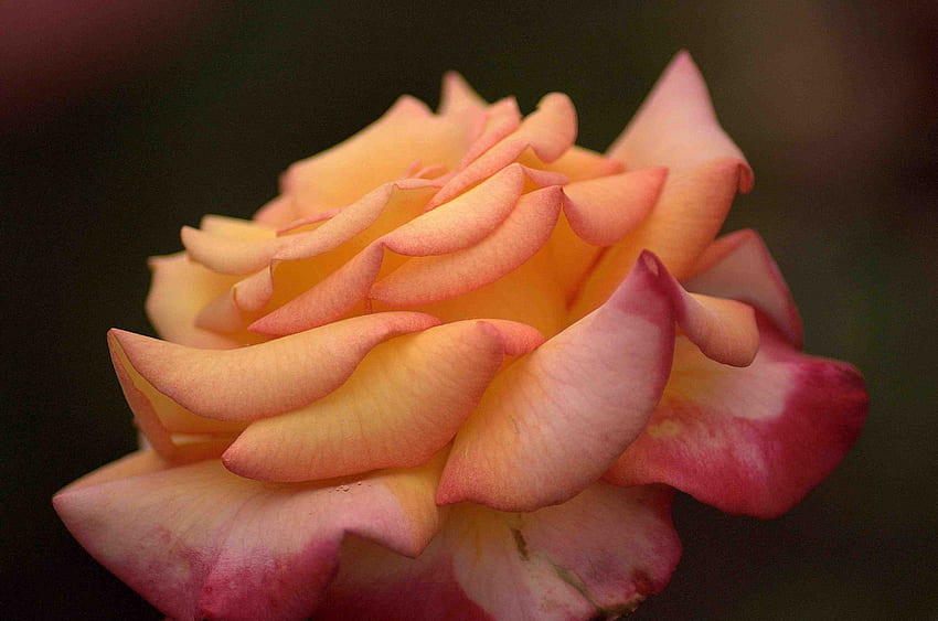 Rosa Chicago Peace Rose, peace, flower, beauty, rose, peach, colors HD wallpaper