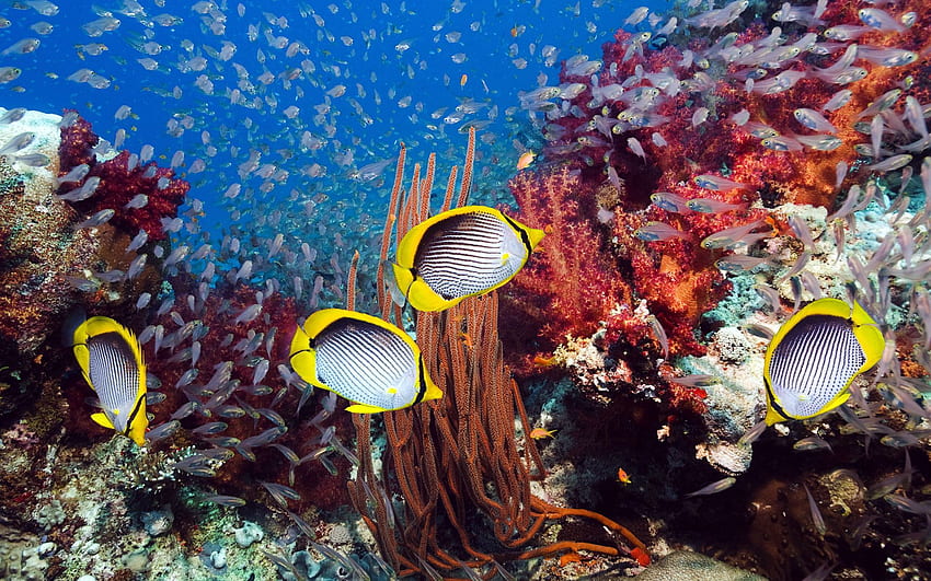 สัตว์ ปลา โลกใต้ทะเล สาหร่าย สาหร่ายทะเล วอลล์เปเปอร์ HD