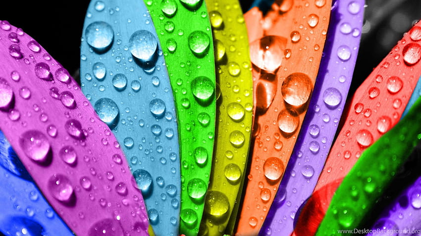 Rainbows Flower Rainbow Water Drops Colors Nature . Background, Cool Rainbow Water HD wallpaper