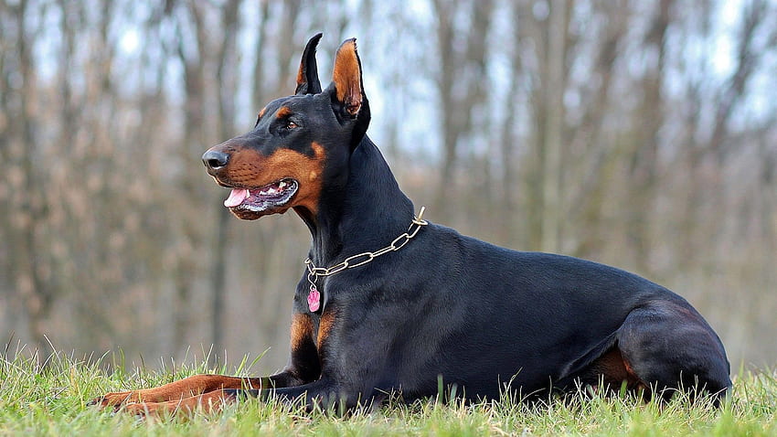 Service Dog Breeds: Doberman Pinscher – Anything Pawsable HD wallpaper