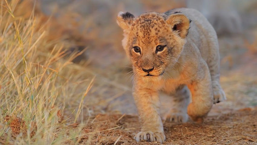Lion Cub Walking Resolution , , Background, and HD wallpaper | Pxfuel