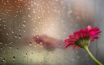 Spring rain drops background HD wallpapers | Pxfuel