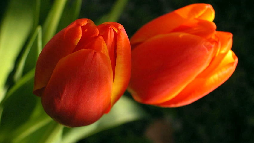 Flowers, Tulips, Greens, Buds, Two HD wallpaper