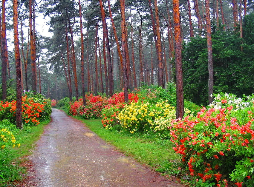 Çiçekli sokak, renkli, bahar, güzel, koku, ağaçlar, yeşillik, hoş, yol, güzel, çimen, park, güzel, sokak, doğa, koku, çiçekler, sevimli, orman HD duvar kağıdı