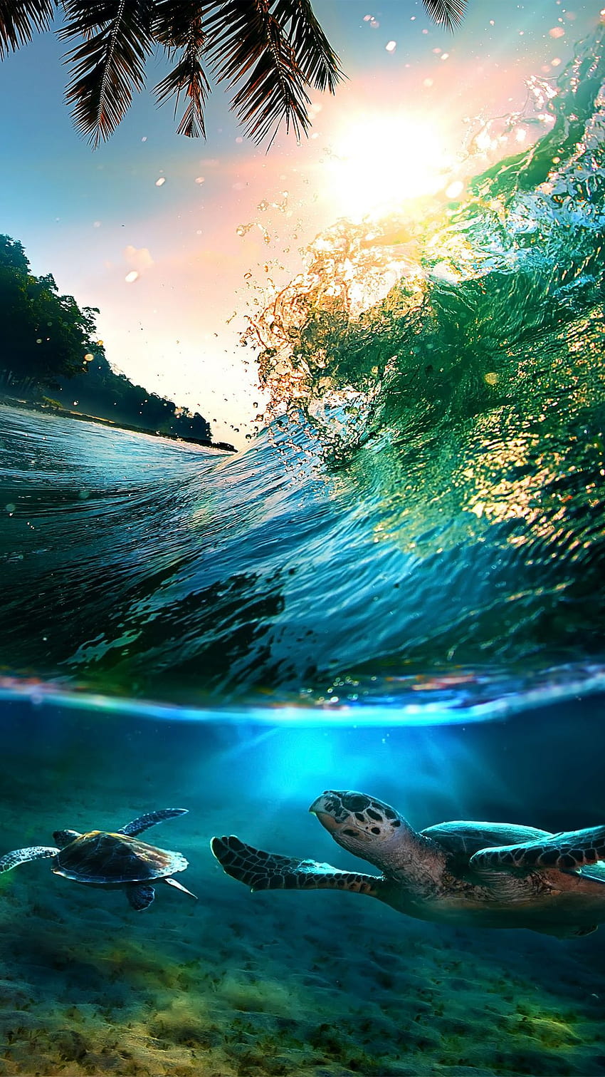 Tropical Sea Island Turtles iPhone 6 Plus HD phone wallpaper