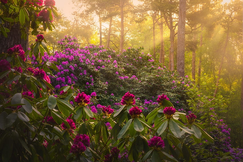 Flowers in forest, nature, jungle, Flower, forest HD wallpaper | Pxfuel