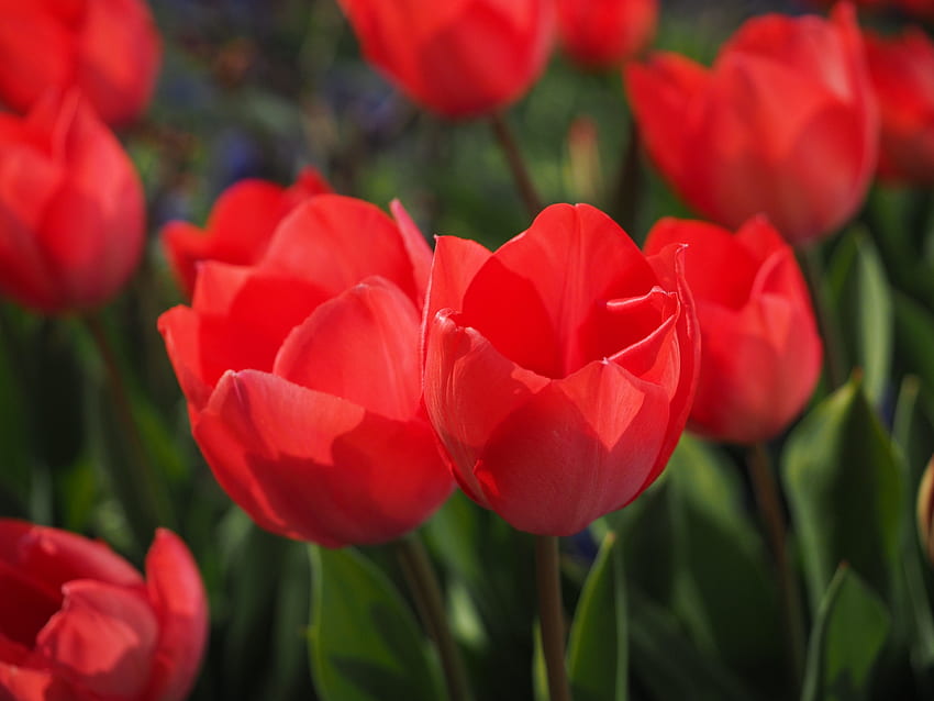 Kwiaty, Tulipany, Klomb, Kwietnik, Pąki Tapeta HD