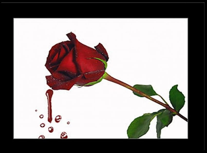 Blood Rose, blood droplets, red rose, black frame HD wallpaper