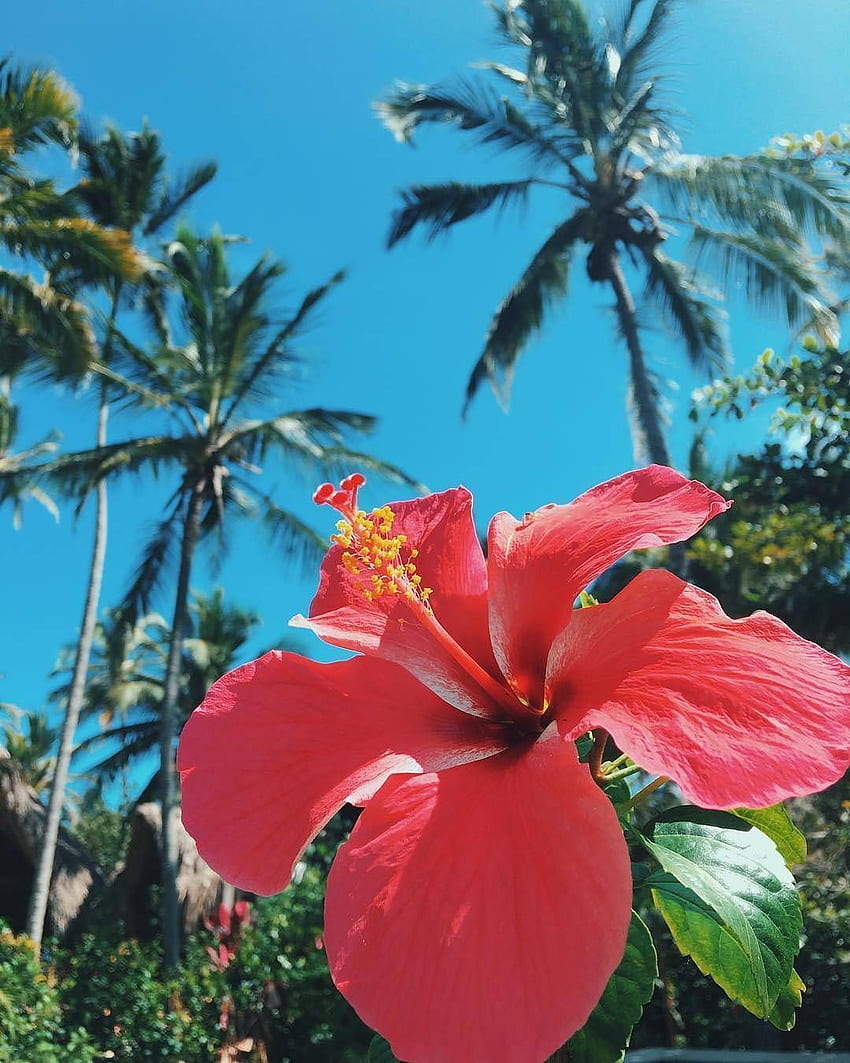 nativaraiz: “Instagram: ”. Tropical, Cute Tropical Flowers Tumblr HD phone wallpaper