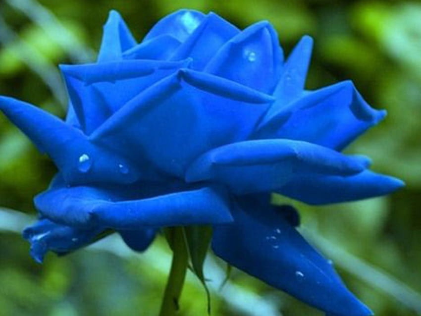 Sad and Blue., Rose, traurig, einsam, leer HD-Hintergrundbild