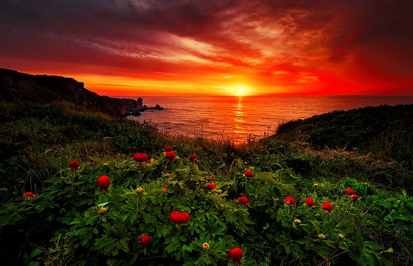 Morze zachód słońca, zachód słońca, ognisty, piwonie, wybrzeże, piękny, skały, kwiaty, lato, odbicie, widok, kwiaty, niebo, Morze Czarne Tapeta HD