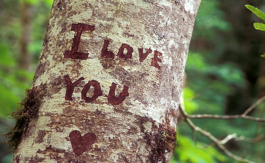 나무에 사랑의 감정, 그래픽, 감정, 색상, , , 갈색, 벽, 숲, 나무, 나무, 사랑, 녹색, 숲, 사랑해 HD 월페이퍼