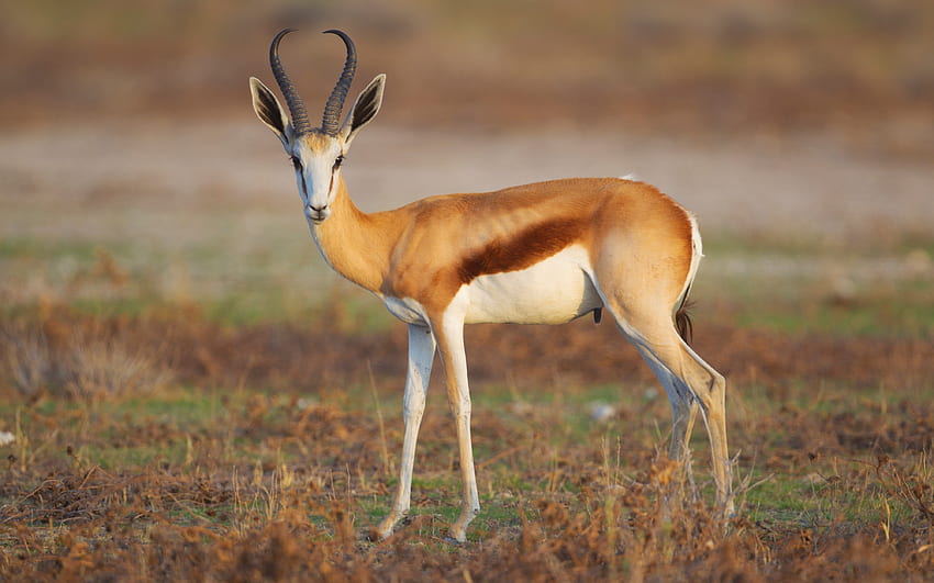 Springbok, animale, natura, mammifero Sfondo HD