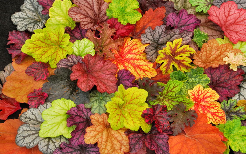 ヒューケラの葉、植物、秋、秋、葉、自然、色 高画質の壁紙