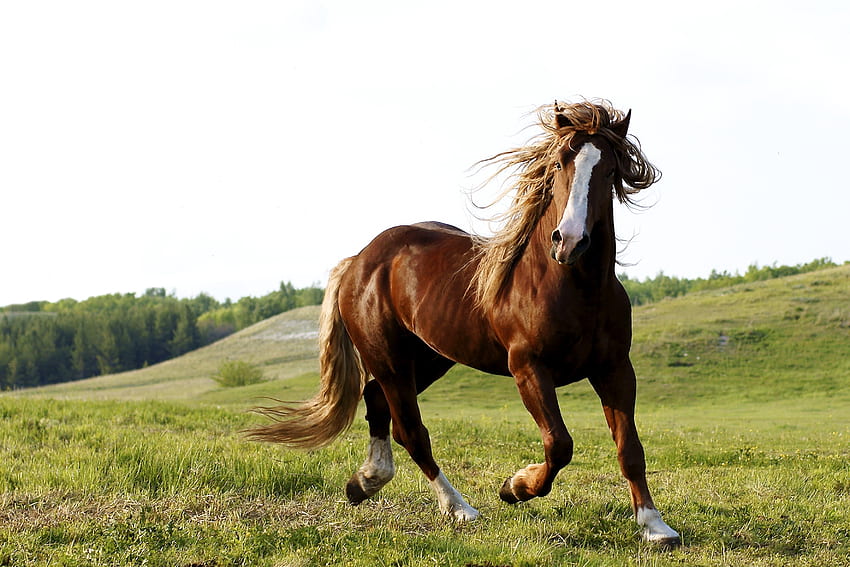 Zwierzęta, trawa, pole, koń, uciekaj, biegnij Tapeta HD
