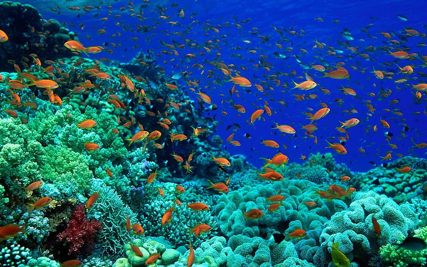deep ocean creatures. Fish Ocean Chapter 1, Marine Life HD wallpaper
