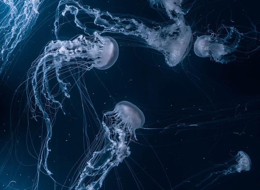 Download wallpaper 1680x1050 jellyfish glow aquarium aesthetics black  widescreen 1610 hd background