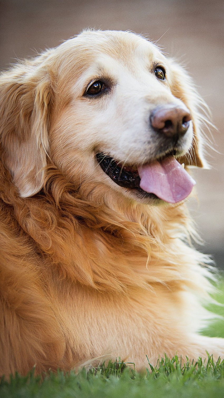 Куче iPhone Заключен екран Кученце златен ретривър - Любители на домашни любимци HD тапет за телефон