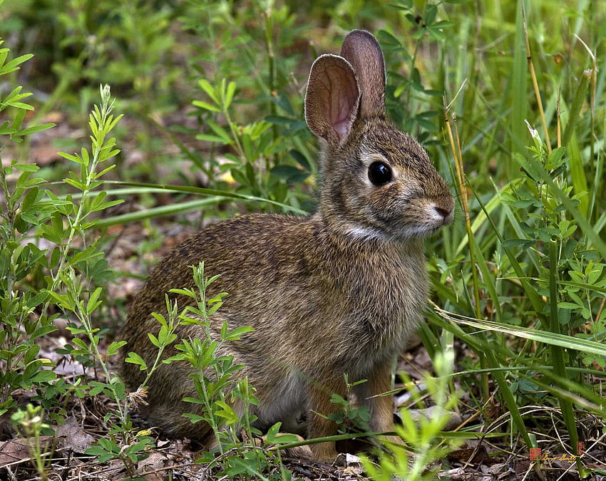 Eastern Cottontail Rabbit, Wild Rabbit HD wallpaper