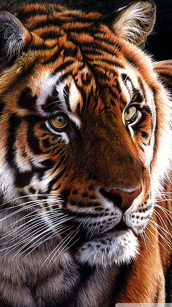 Tiger 4K Wallpaper 4569
