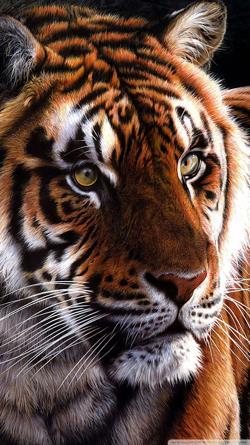 Tiger For Android Mobile, Animals HD phone wallpaper | Pxfuel