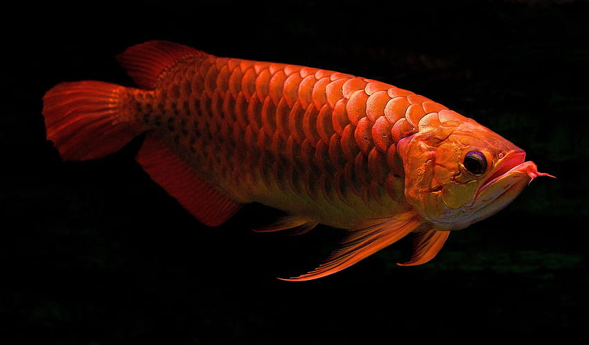 Daftar Live Ikan Arwana, Aruanã papel de parede HD