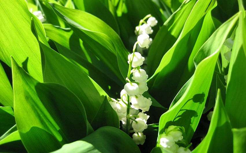 Flowers, Leaves, Bluebells, Lily Of The Valley, Shadow, Spring HD wallpaper