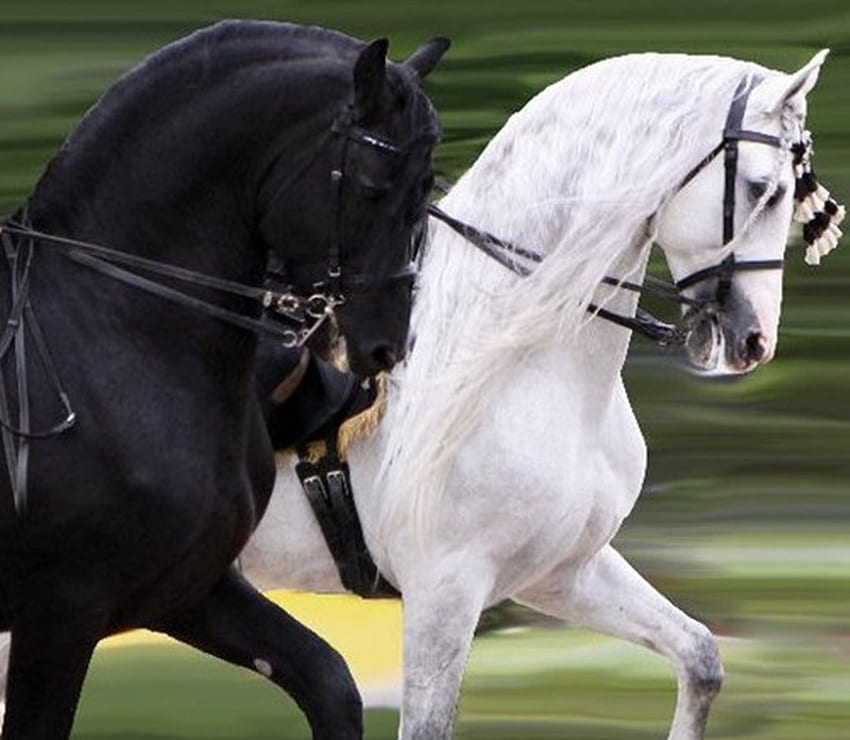 Fryzyjska & Andaluzyjska Para, hiszpańska, andaluzyjska, konie, biała, czarna, fryzyjska, siwa Tapeta HD