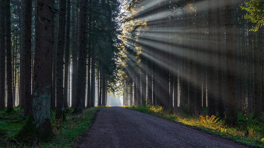 Forest Road, road, morning, sunrays, forest HD wallpaper