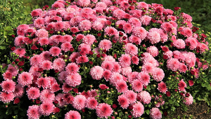 Cahaya Merah Muda Bunga Krisan Kelopak Tanaman Bunga Wallpaper HD