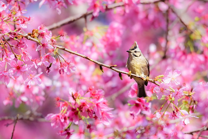 pássaro, rosa, flor, sakura, flor de cerejeira, pasare, fuyi chen papel de parede HD