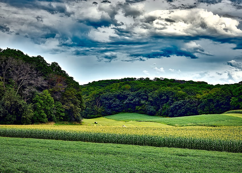 Natura, drzewa, trawa, lato, Wisconsin, pole kukurydzy, pole kukurydzy Tapeta HD