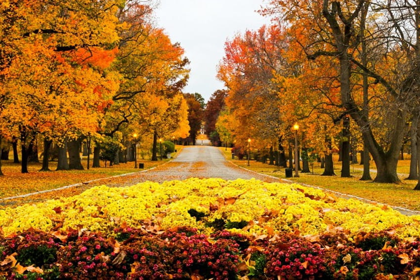 Есенен парк, пътека, есен, красиви, алеи, оранжево, хубаво, падащи, листа, светлина, жълто, дървета, есен, природа, цветя, прекрасен, зеленина HD тапет