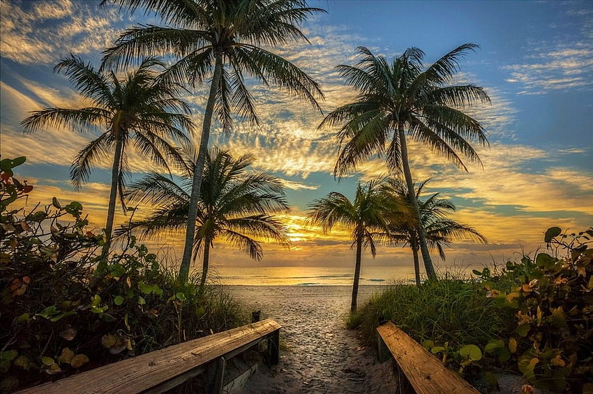 природа пейзаж плаж палми небе облаци пясък пътека морски растения слънчева светлина Флорида, Фон HD тапет