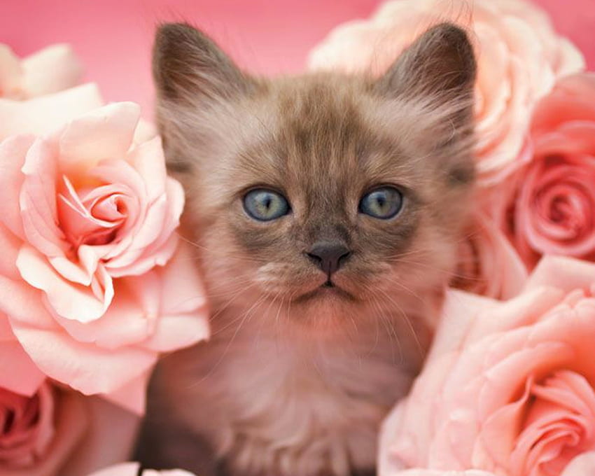 Kitten, sweet, animal, cute, cat, pisica, rose, pink, trandafir Wallpaper HD