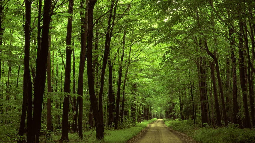 Chemin de terre verte. Belle nature, Forêt nationale d'Allegheny, Nature, Deep Forest Road Fond d'écran HD